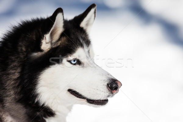 Droll Cute Siberian Husky Pictures