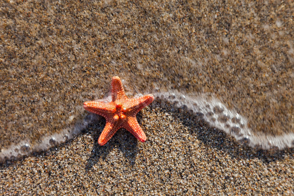 Stockfoto: Zeester · zee · zand · strand · zomer