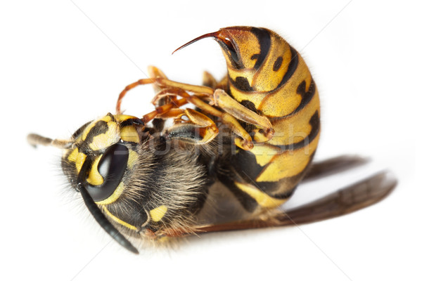 Arı arı makro ölü kanat hayvan Stok fotoğraf © ia_64
