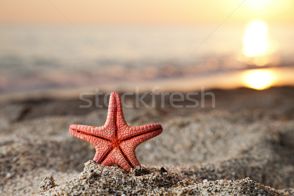 Stock foto: Seestern · Meer · Sand · Strand · Sommer · Urlaub