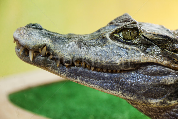 Krokodil vadvilág állat hüllő vad száj Stock fotó © ia_64