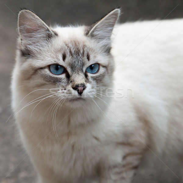 Macska állat macskaféle díszállat házimacska néz Stock fotó © ia_64