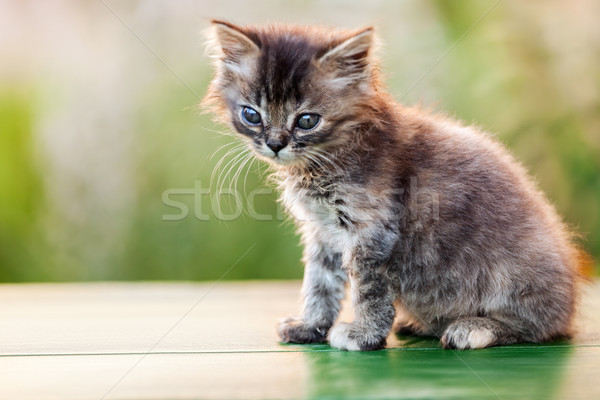 Little british domestic cat animal walking outdoor Stock photo © ia_64