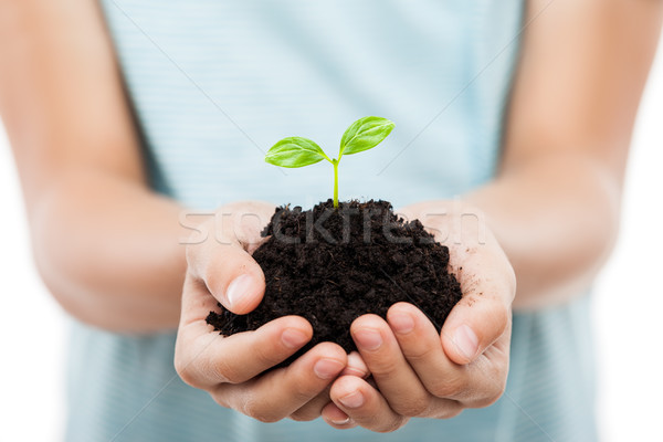 Human hand holding green sprout leaf growth at dirt soil Stock photo © ia_64