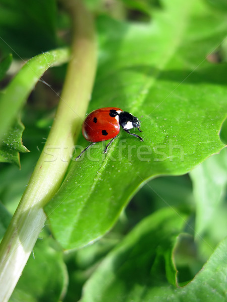 Rovar bogár természet makró zöld kert Stock fotó © ia_64