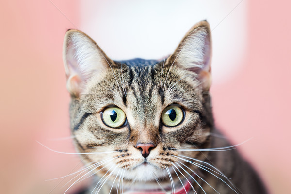 Pequeno britânico gato doméstico animal caminhada ao ar livre Foto stock © ia_64