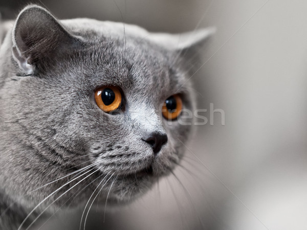 Macska állat macskaféle díszállat brit házimacska Stock fotó © ia_64
