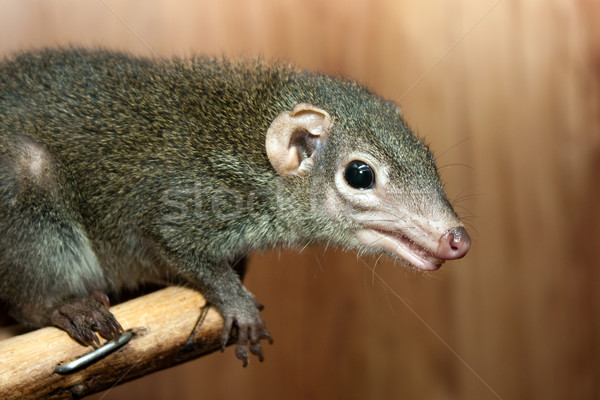 Arbre rongeur animaux fourrures écureuil bois [[stock_photo]] © ia_64