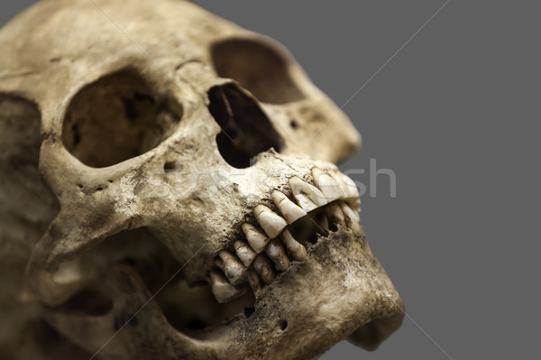 Foto stock: Humanismo · crânio · osso · anatomia · humana · antigo · pessoas