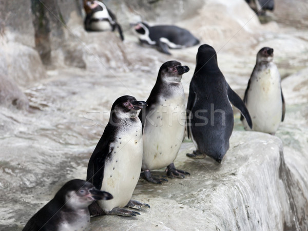 Penguins on snow ice Stock photo © ia_64