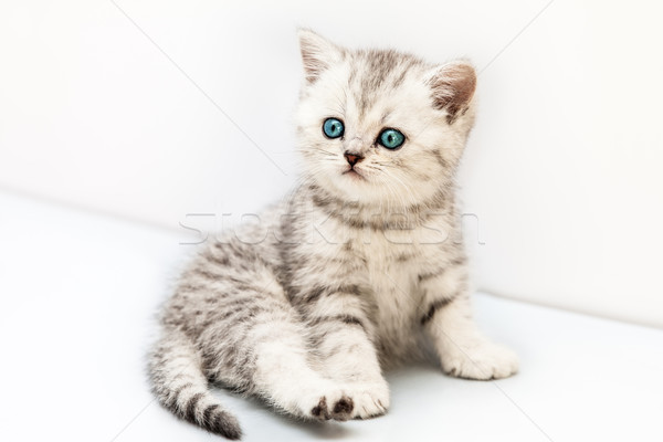 Little british domestic silver tabby cat Stock photo © ia_64