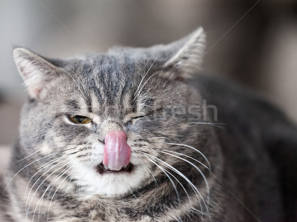 Foto stock: Gato · animal · felino · animal · de · estimação · britânico · gato · doméstico