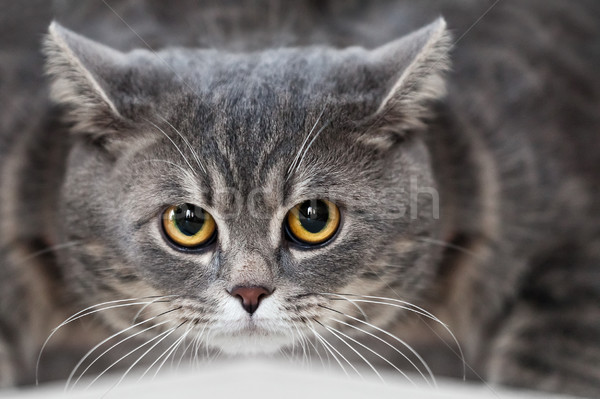 Pisică animal felin animale de companie britanic pisica domestica Imagine de stoc © ia_64