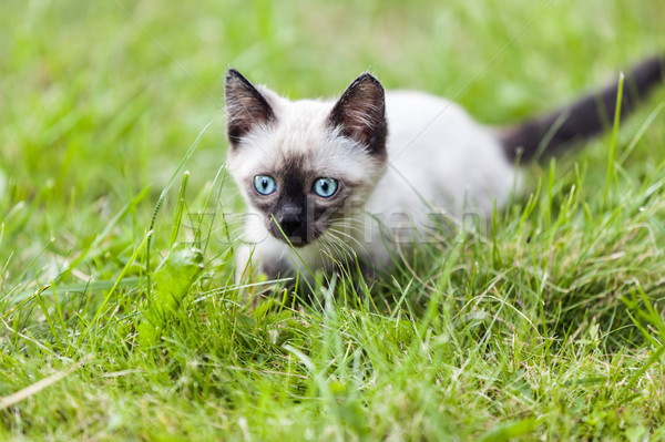 Macska állat macskaféle díszállat házimacska sétál Stock fotó © ia_64