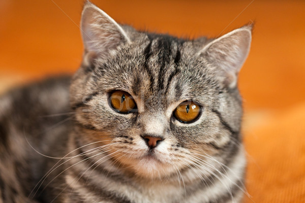 Pisică animal felin animale de companie britanic pisica domestica Imagine de stoc © ia_64