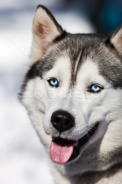 Cute siberian husky dog walking outdoor Stock photo © ia_64