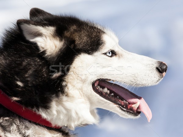 Sevimli boğuk köpek yürüyüş açık Stok fotoğraf © ia_64