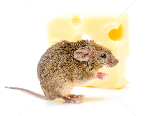 House mouse (Mus musculus) near cheese Stock photo © icefront