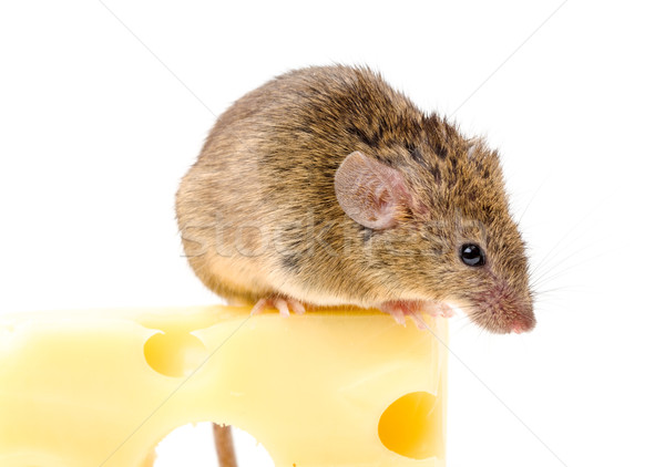 House mouse (Mus musculus) on big cheese Stock photo © icefront