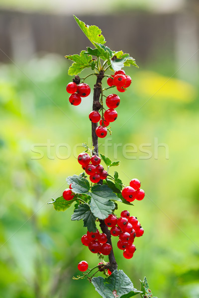 Rosso ribes ramo giardino alimentare salute Foto d'archivio © icefront