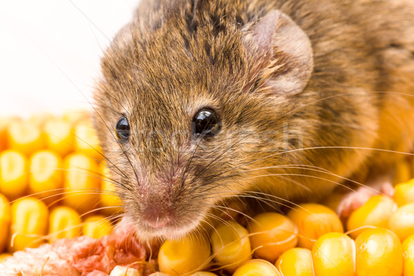 House mouse (Mus musculus) on corn Stock photo © icefront