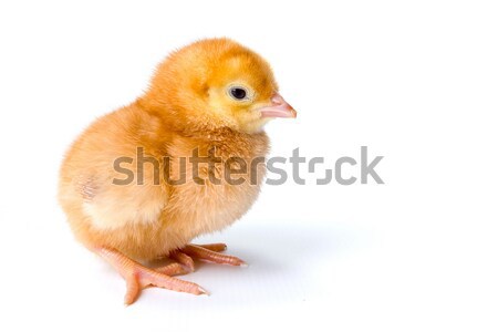 Little newborn brown chicken on white Stock photo © icefront