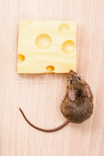 House mouse (Mus musculus) eating cheese Stock photo © icefront