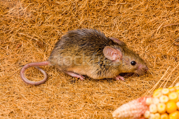 House mouse (Mus musculus) running Stock photo © icefront