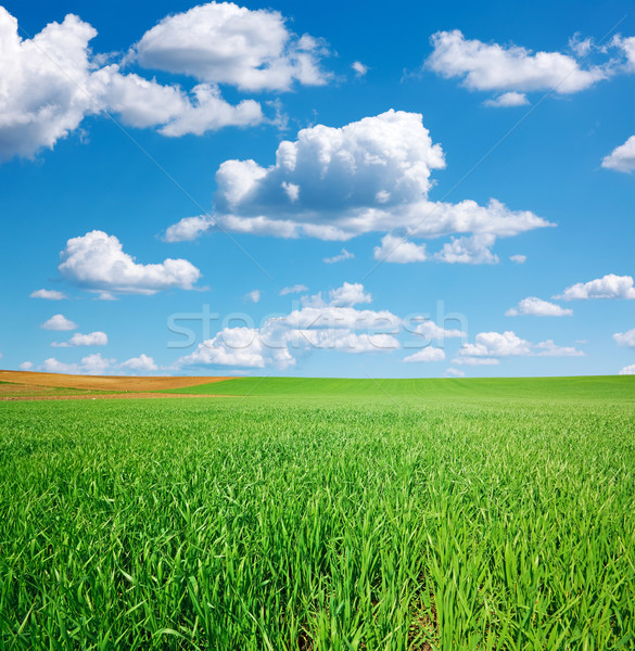 Green wheat field and blue sky with cumulus Stock photo © icefront