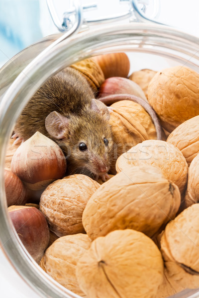 House mouse (Mus musculus) in walnut and corn Stock photo © icefront