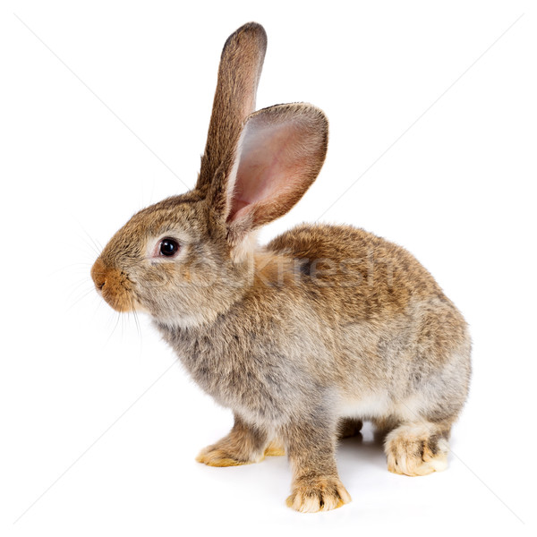 Foto d'archivio: Rosolare · coniglio · bianco · giovani · domestico · animale
