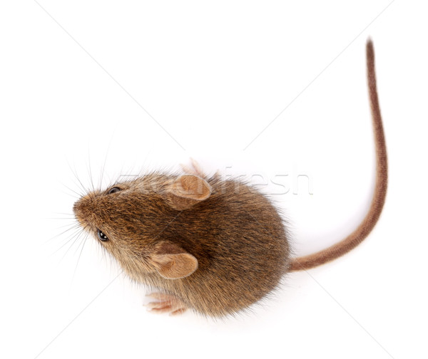 House mouse looking up (Mus musculus) Stock photo © icefront