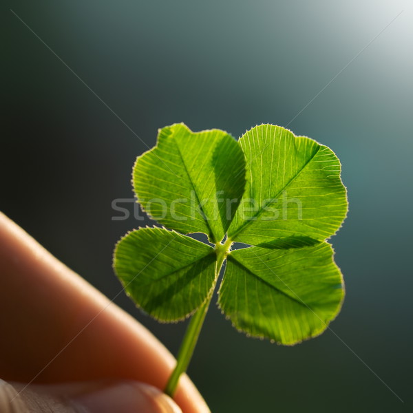 Four leaf clover Stock photo © icefront