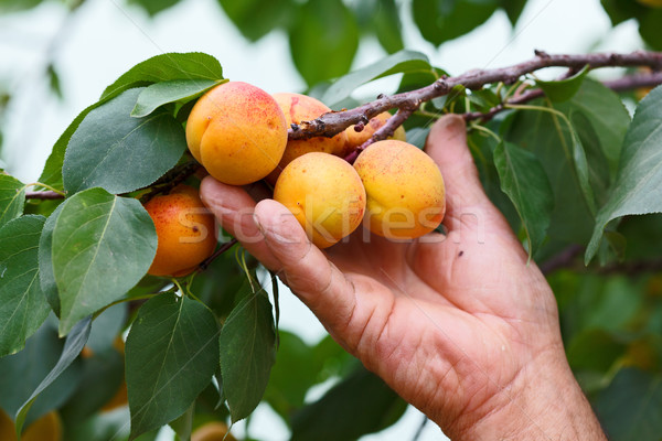 Mano melocotón árbol edad frescos Foto stock © icefront