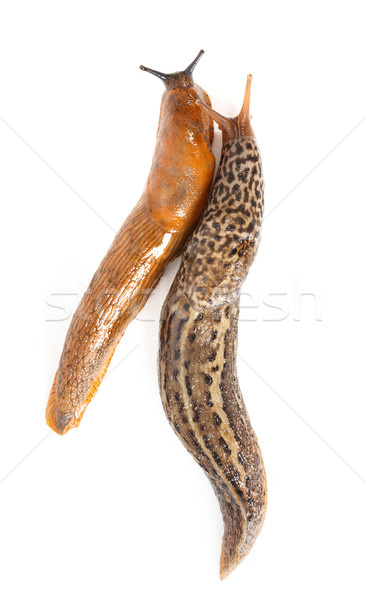 Great grey slug and Spanish slug Stock photo © icefront