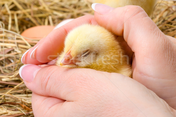 Newborn chicken sleeping in human hand Stock photo © icefront