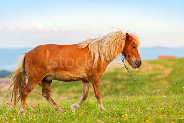 Mały kucyk konia dziedzinie charakter zielone Zdjęcia stock © icefront