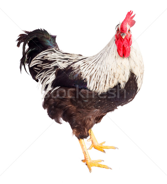 Black and white rooster in studio Stock photo © icefront
