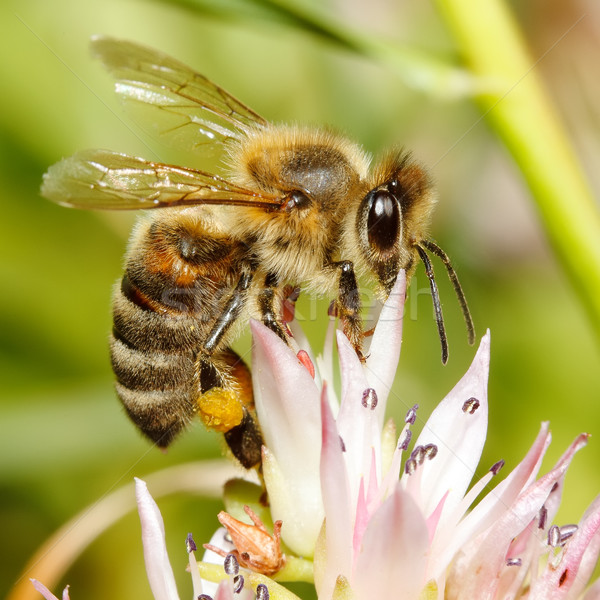 Makró háziméh virág hordoz virágpor lábak Stock fotó © icefront