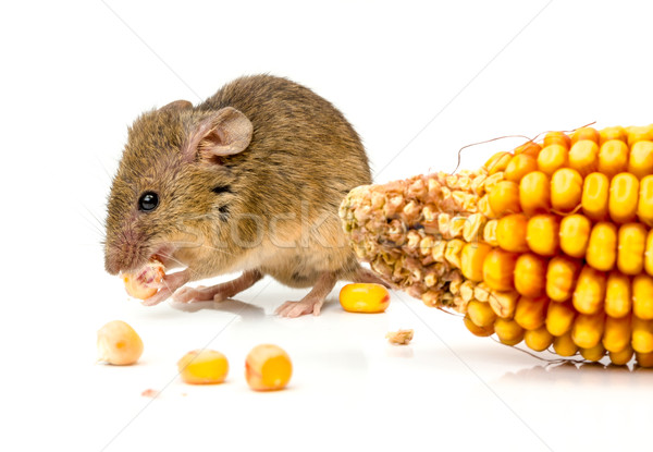 House mouse (Mus musculus) eating corn Stock photo © icefront