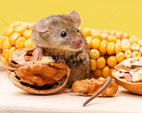 House mouse (Mus musculus) with walnut and corn Stock photo © icefront