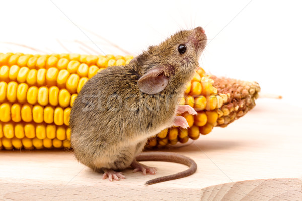House mouse (Mus musculus) on corn Stock photo © icefront
