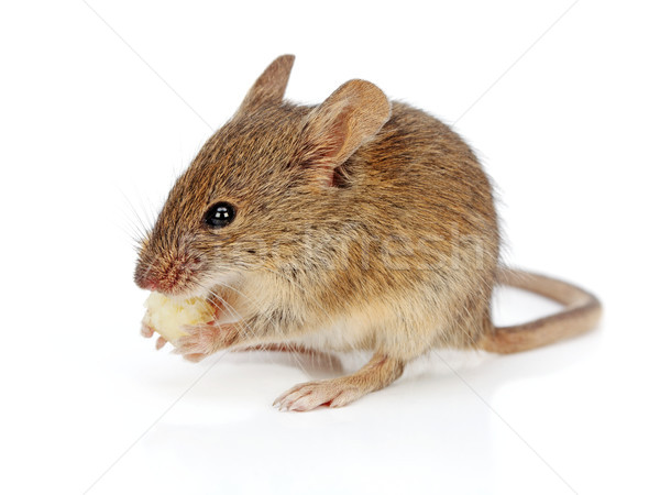 House mouse eating cheese (Mus musculus) Stock photo © icefront