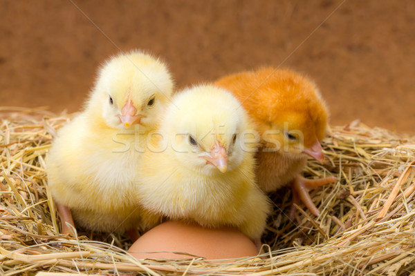 Little newborn chickens in nest with egg Stock photo © icefront