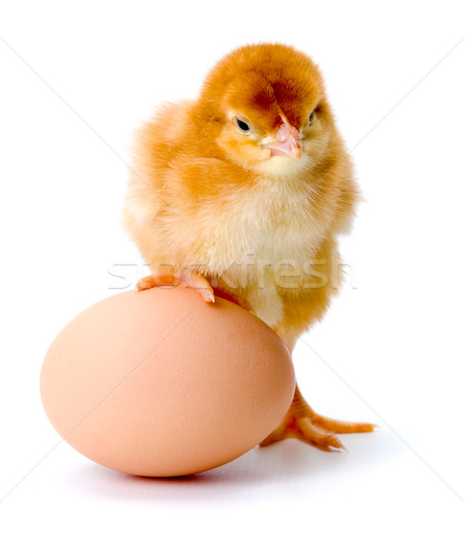 Newborn brown chicken with egg Stock photo © icefront