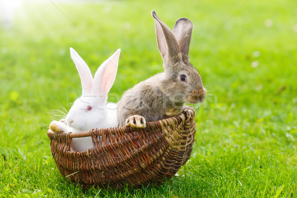 商业照片: 二    兔    篮    白    棕色 / white and brown rabbits
