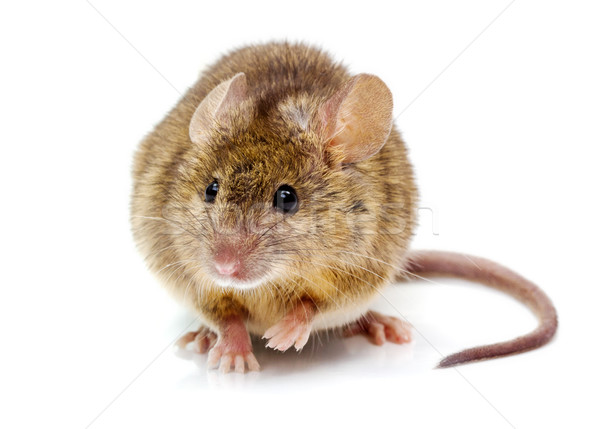 House mouse (Mus musculus) Stock photo © icefront