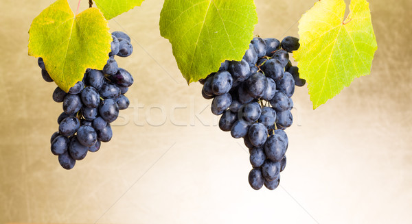 Blue grape clusters on white Stock photo © icefront