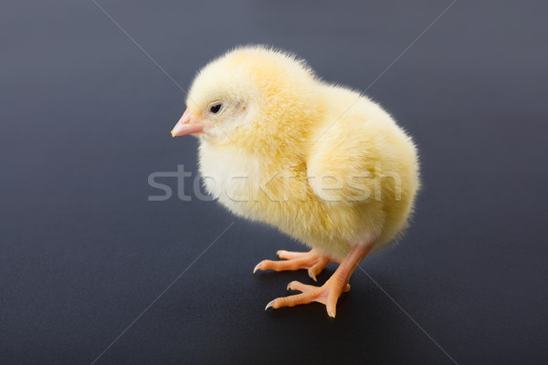 Newborn yellow chicken on black Stock photo © icefront