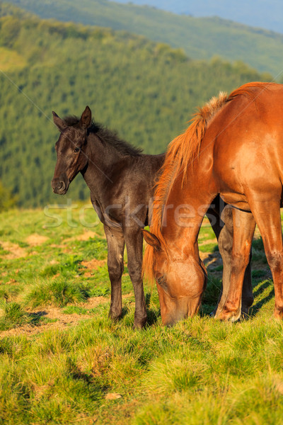 Sauvage cheval poulain colline forêt été [[stock_photo]] © icefront